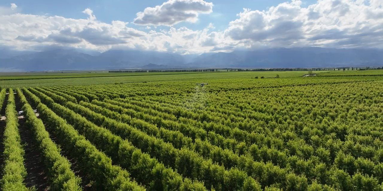 Vista aérea de un viñedo en Mendoza durante una aplicación con dron
