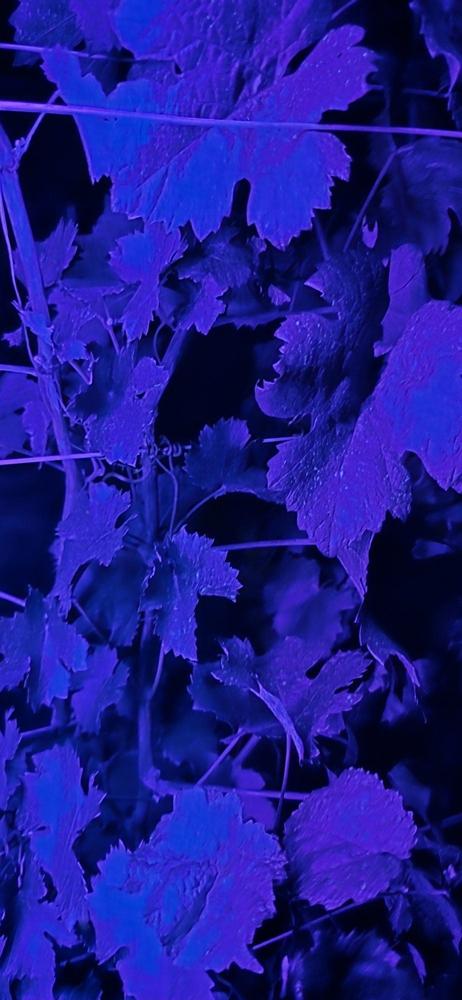 Detalle de una hoja de vid con gotas del producto bajo luz ultravioleta