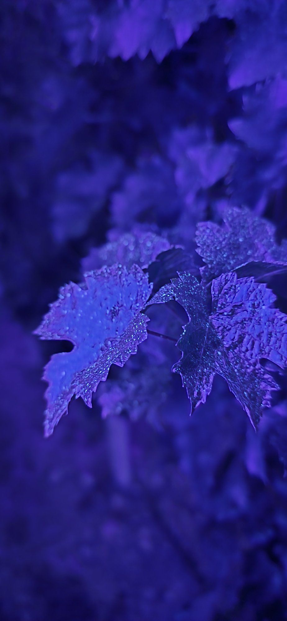 Envés de una hoja de vid bajo luz ultravioleta