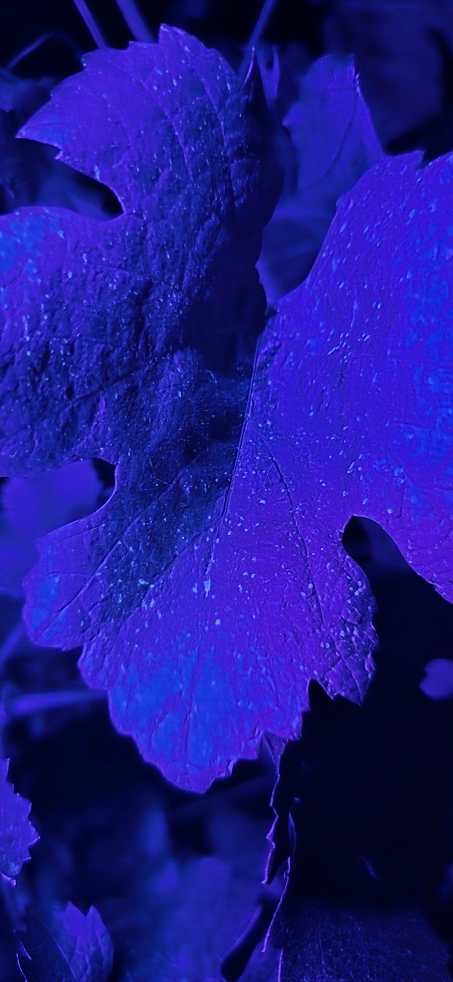 Hoja de vid completa bajo luz ultravioleta