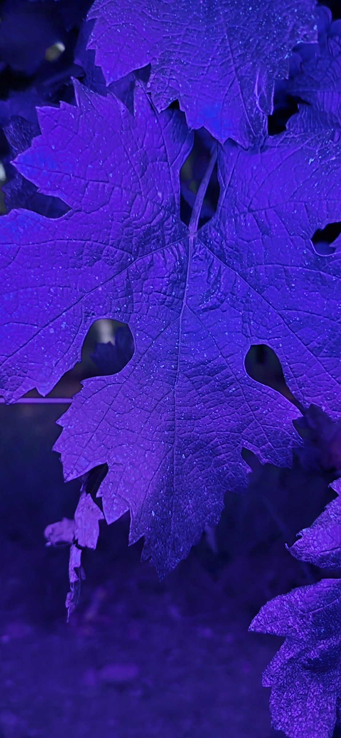 Hoja de vid bajo luz ultravioleta con gotas del producto aplicado