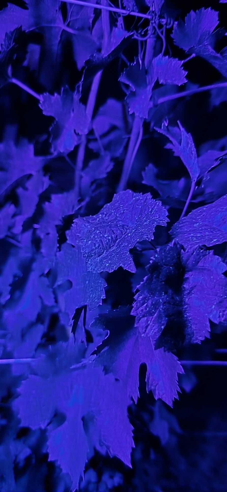 Hojas de vid en el interior de la canopia bajo luz ultravioleta