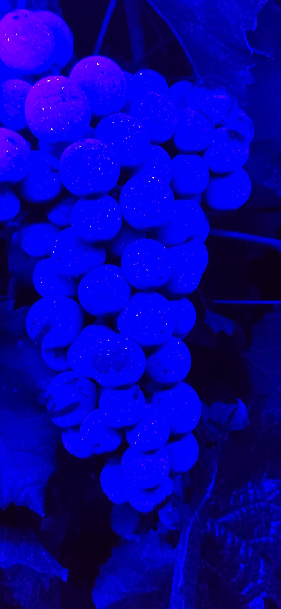 Racimo de uva bajo luz ultravioleta con el producto aplicado visible en los granos