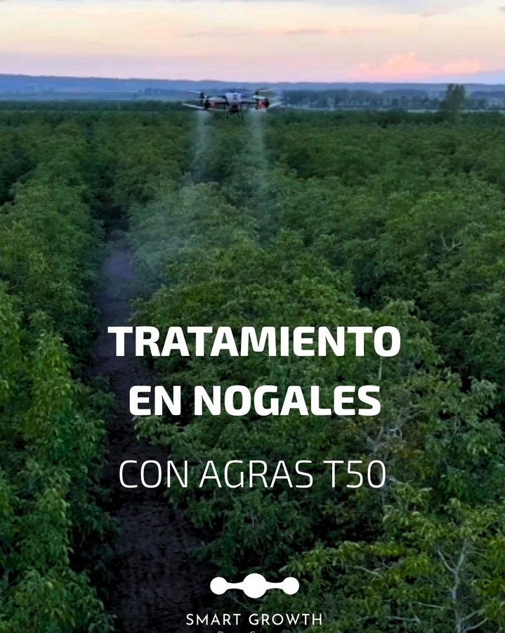 Dron DJI Agras T50 aplicando sobre nogales, visto desde el aire