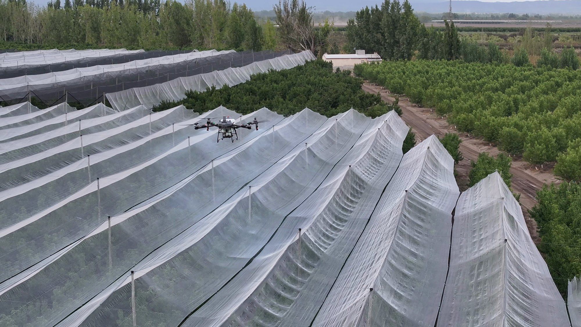 Dron DJI Agras T70P aplicando sobre un monte de durazneros con malla antigranizo