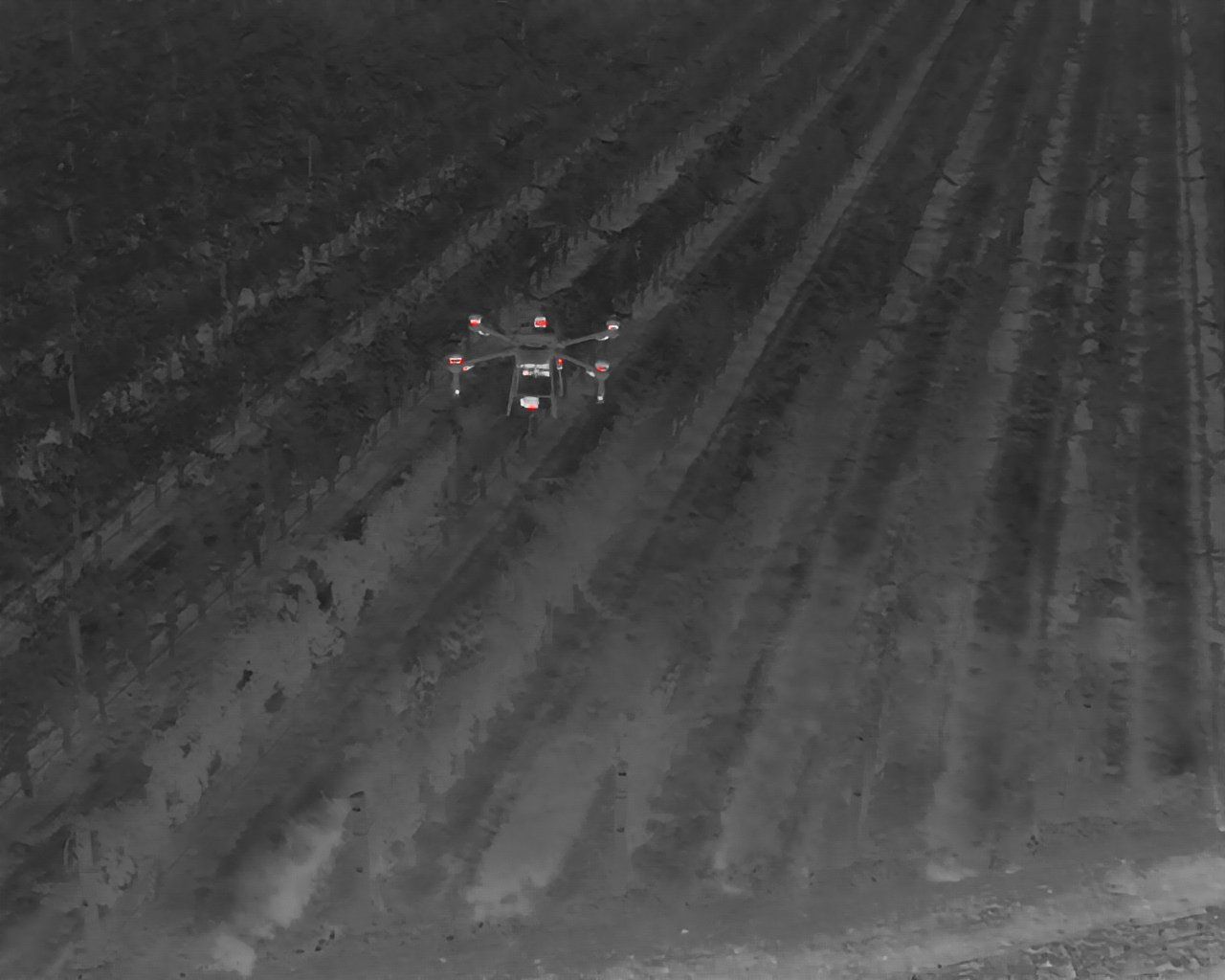 Imagen térmica de un viñedo con un dron en vuelo