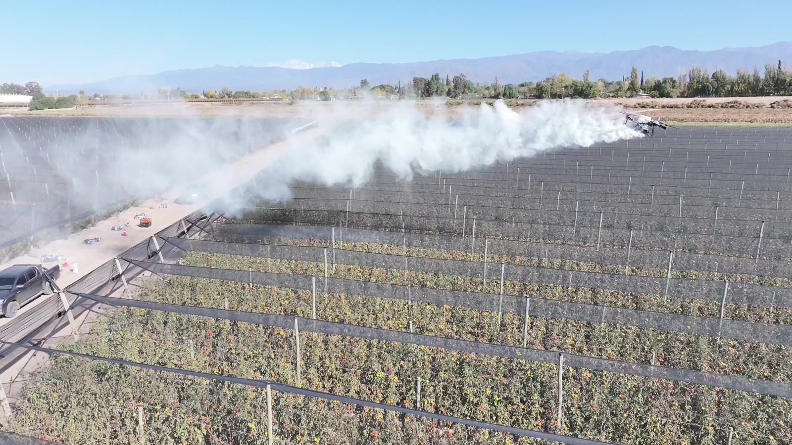 Dron DJI Agras T70P aplicando sobre un cultivo de tomate