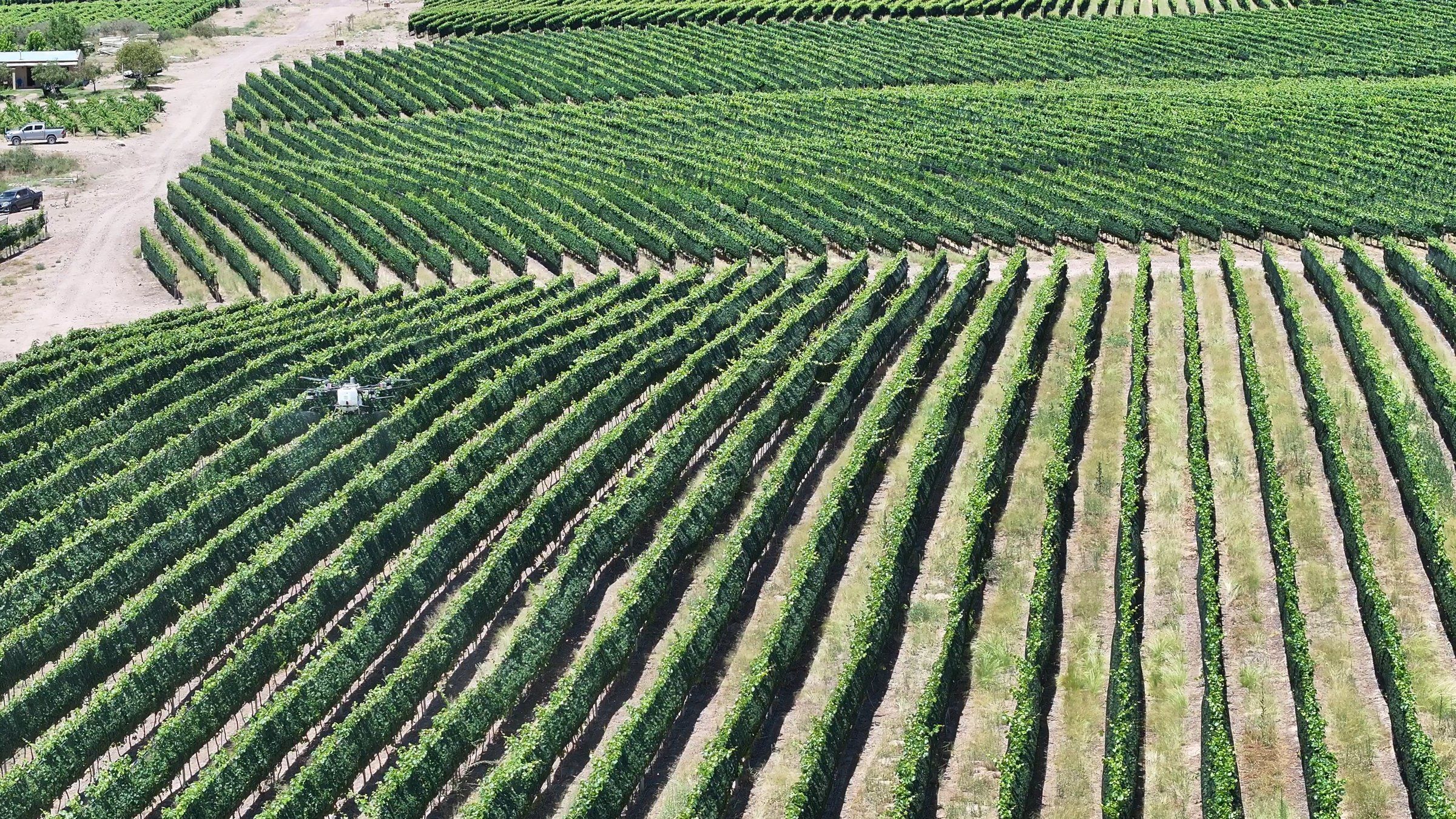 Vista aérea de un viñedo en espaldera
