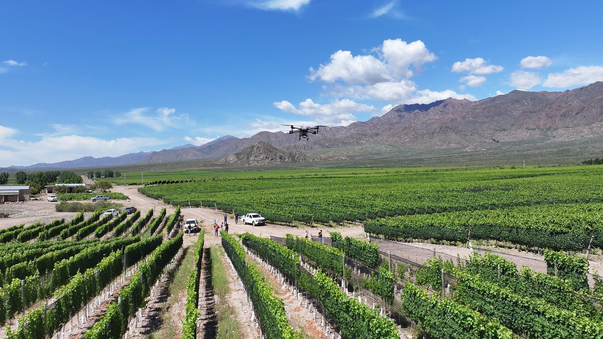 Dron agrícola aplicando sobre un viñedo en espaldera, con la cordillera de fondo