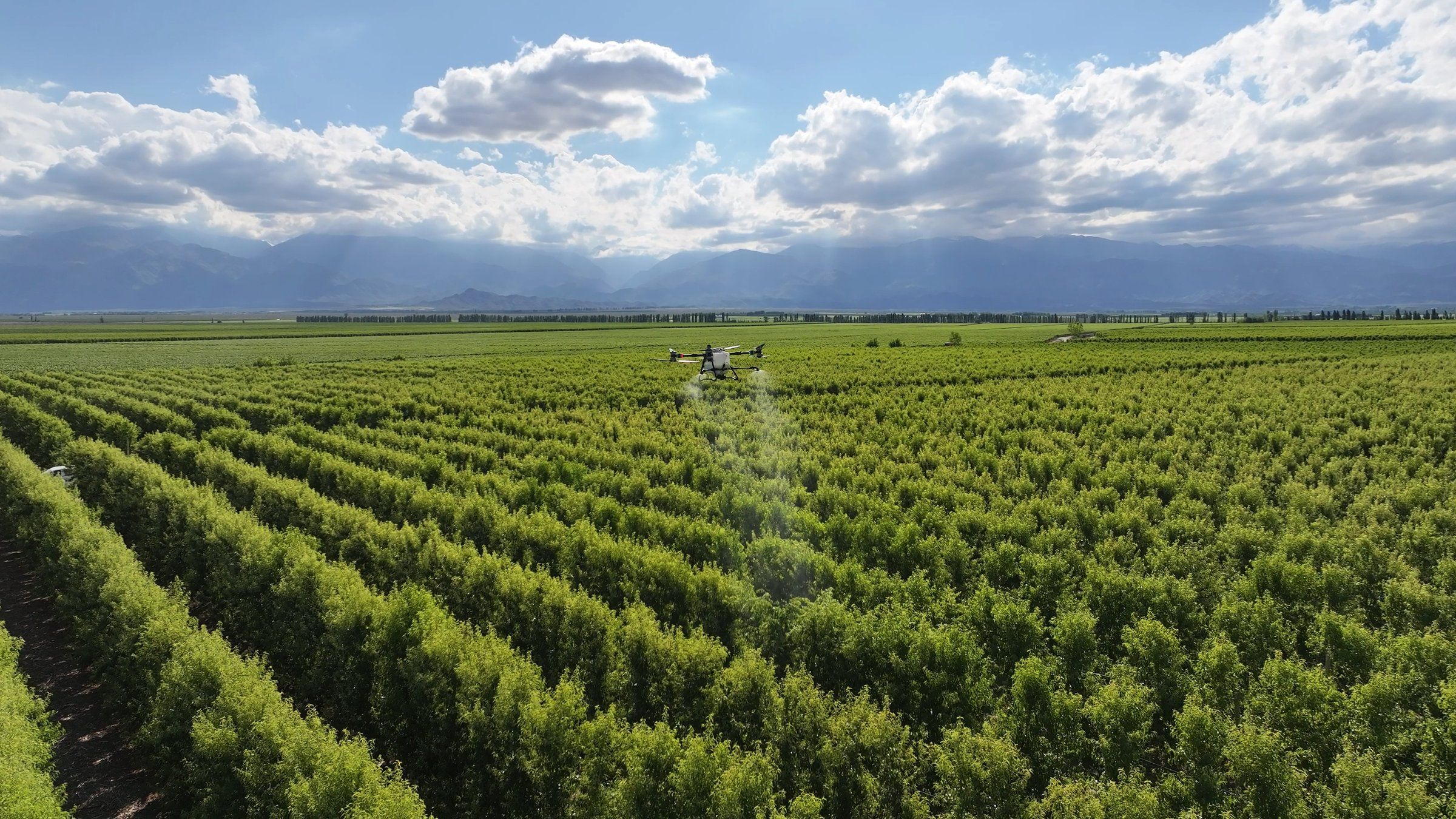Dron agrícola pulverizando un viñedo, visto desde el aire